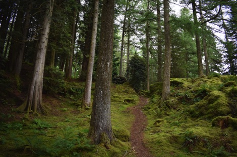 Forest path, Cowal, Scotland